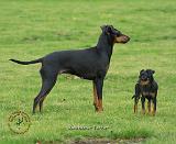 Manchester Terrier 9B086D-17